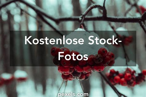 pexels lizenzfreie bilder.